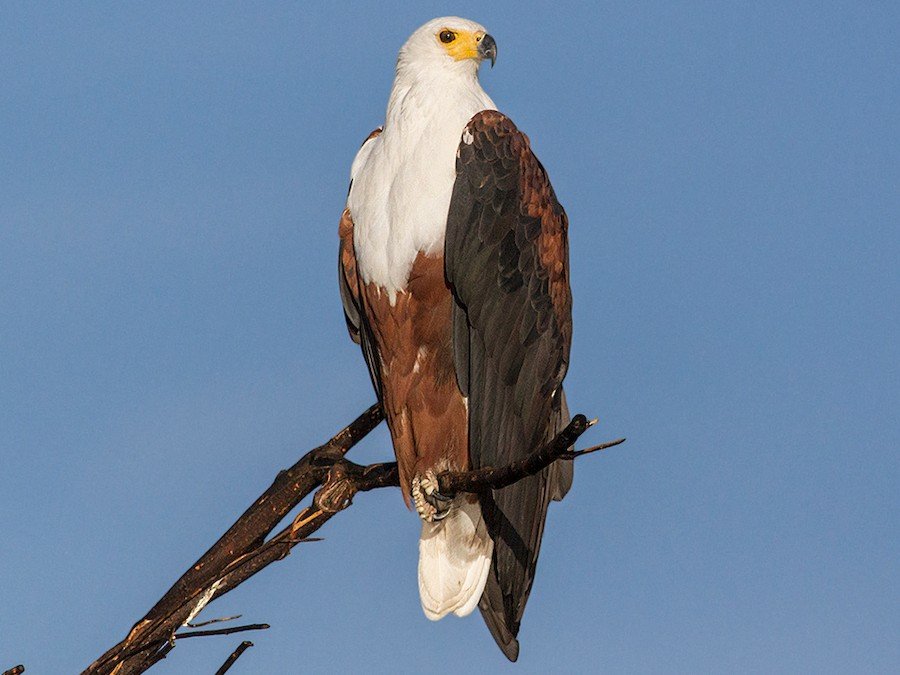 African Fish Eagle