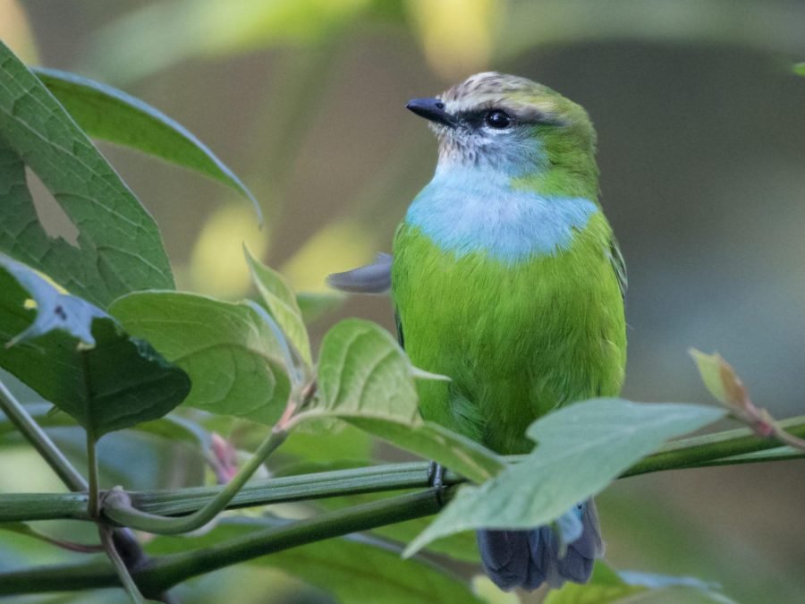 Broadbill