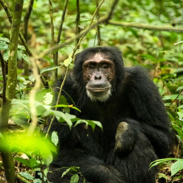 Gorilla Tracking
