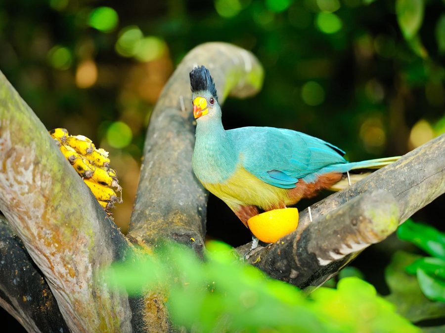Great Blue Turaco