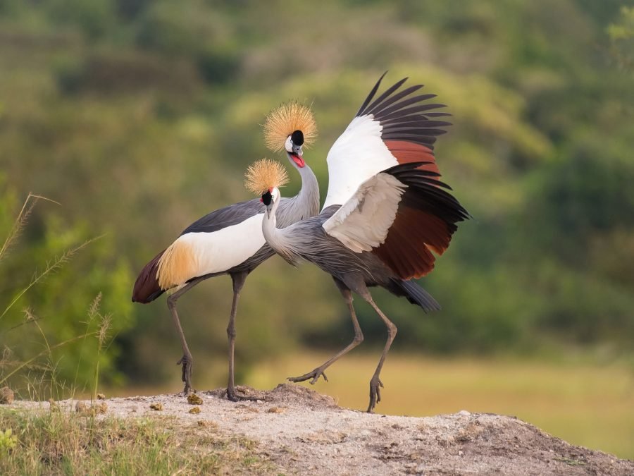 Grey-Crowned-Cranes